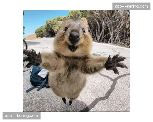 前瞻:美洲狮vs小袋鼠,两队在南半球锦标赛前的关键热身 前瞻:美洲狮vs小袋鼠,两队在南半球锦标赛前的关键热身